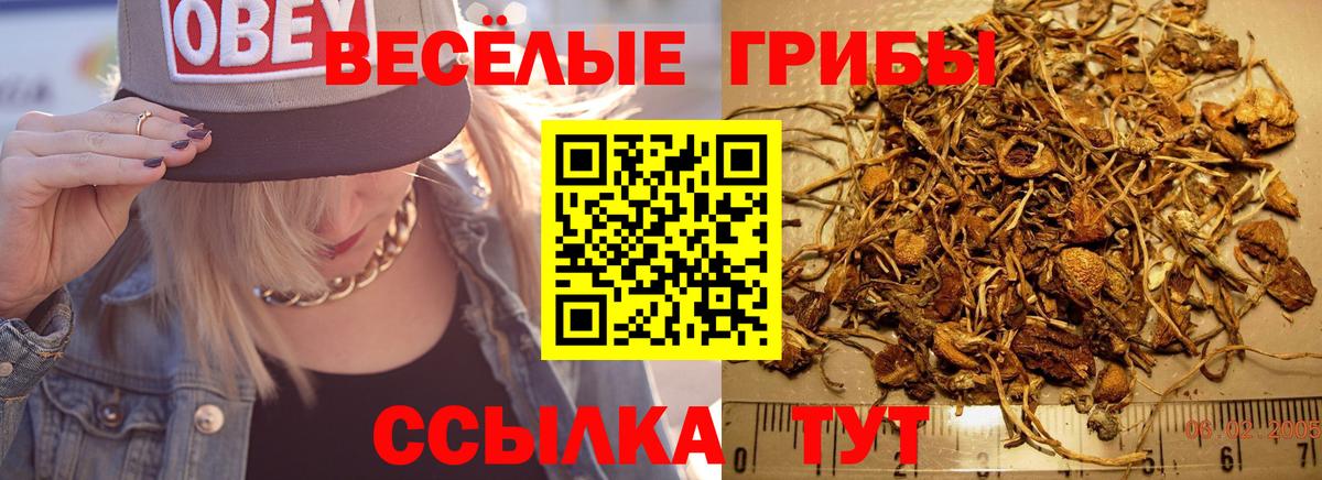 Псилоцибиновые грибы Cubensis  Вход с VPN  Галлюциногенные грибы прущие грибы  Королёв 
